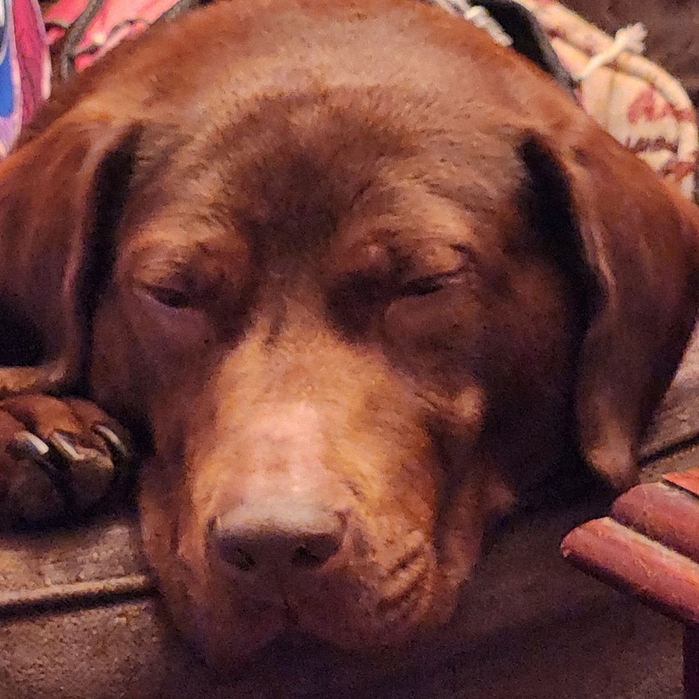 Meet your Posher, Rowan